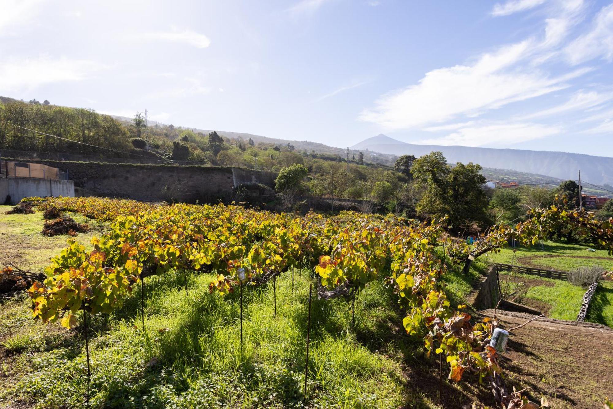Ek Teide Finca El Milagro Ла Оротава Екстериор снимка