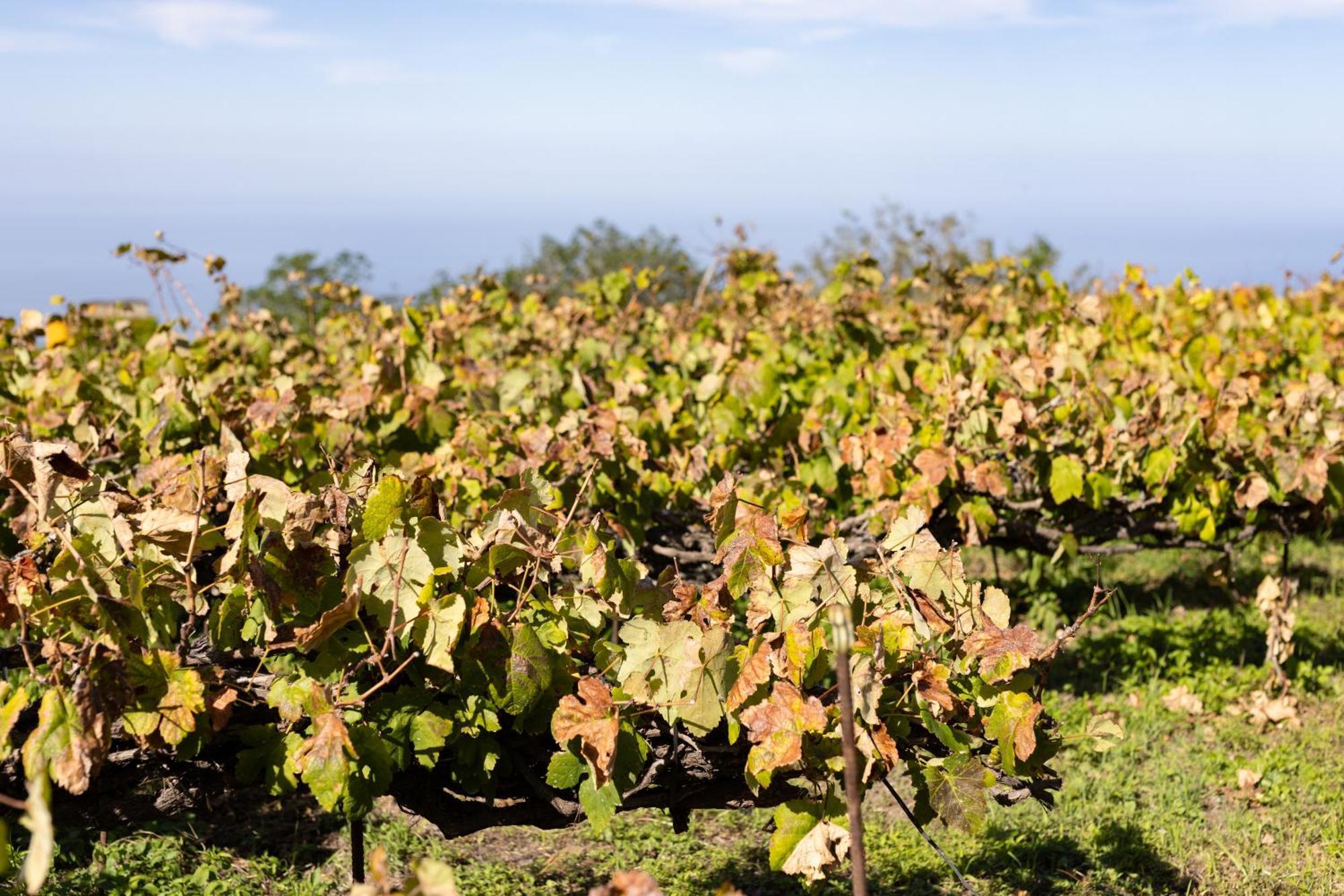 Ek Teide Finca El Milagro Ла Оротава Екстериор снимка