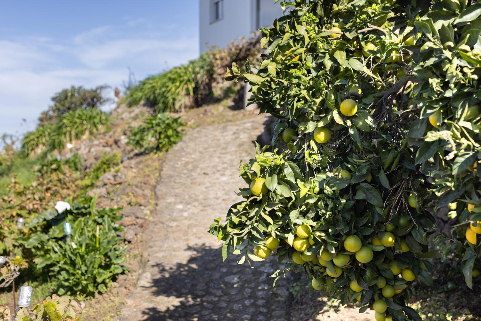 Ek Teide Finca El Milagro Ла Оротава Екстериор снимка